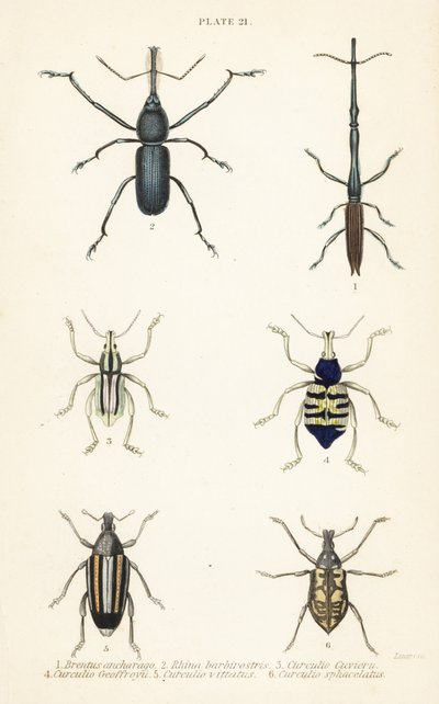Snudebiller: Brentus ancharago 1, Rhina barbirostris 2, Curculio cuviera 3, Eupholus geoffroyi 4, Larinus ursus 5 og Curculio sphacelatus 6 af English School