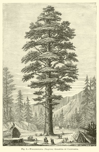 Wellingtonia (Sequoia) Gigantea fra Californien af English School