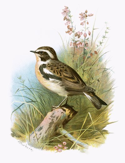 Whinchat af English School