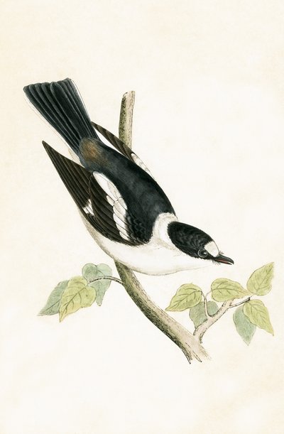 White Collared Fluesnapper, illustration fra 