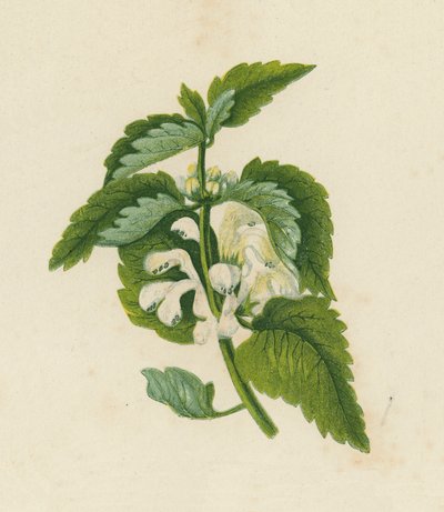 Hvid døvnælde, Lamium Album (farvelitografi) af English School