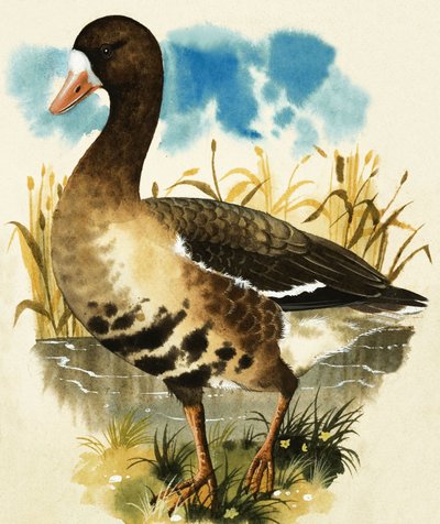 Hvid Gås af English School