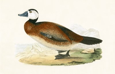 White Headed Duck, illustration fra 
