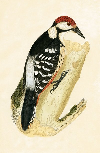 White Rumped Woodpecker, illustration fra 