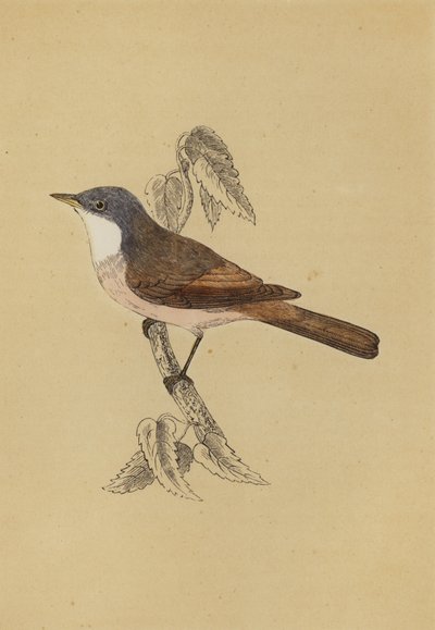Whitethroat (farve litho) af English School