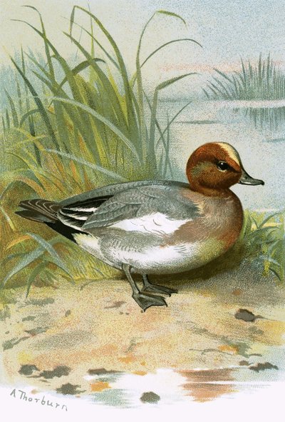 Widgeon af English School