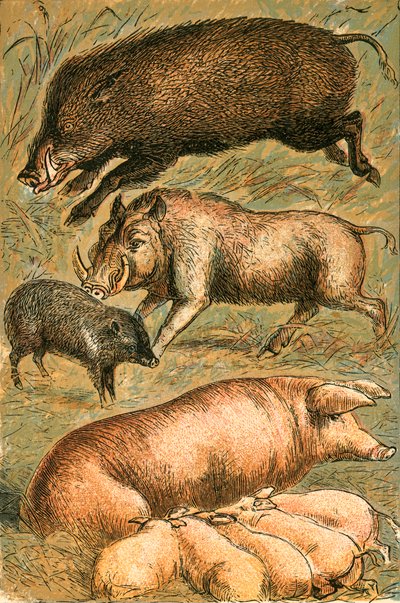 Vildsvin, vortesvin, peccary, so og grise af English School