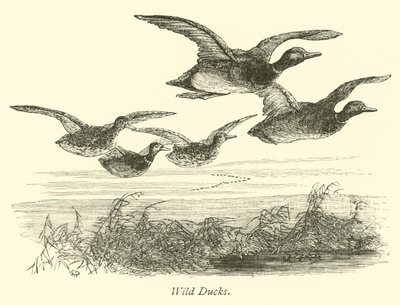 Wild Ducks  af English School