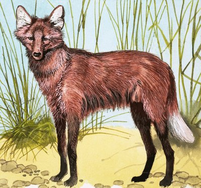 Vild hund af English School