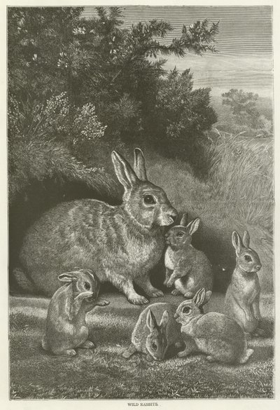 Wild rabbits  af English School