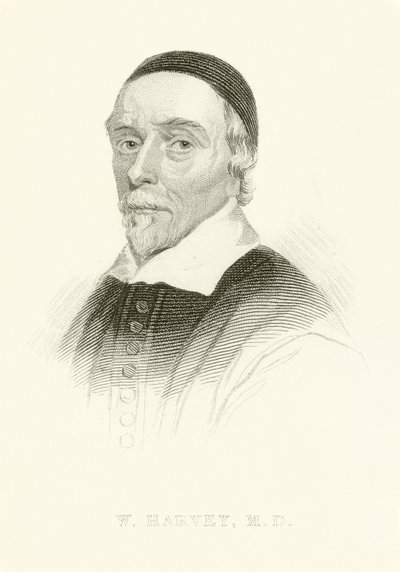 William Harvey af English School
