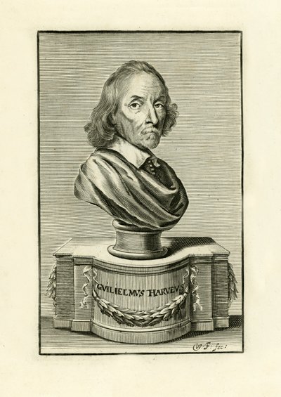 William Harvey af English School
