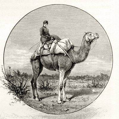 Kvinde på en kamel i Australien, ca. 1880, fra "Australian Pictures" af Howard Willoughby, udgivet af Religious Tract Society, London, 1886 af English School