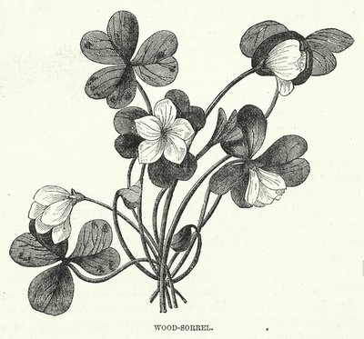 Wood-Sorrel (gravering) af English School