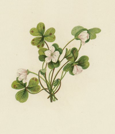Træsyre, Oxalis Acetosella (farve litho) af English School