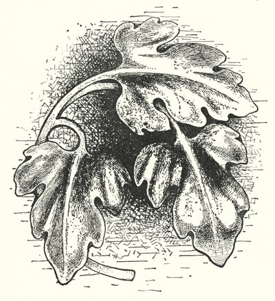 Træudskæring: Blad (gravering) af English School