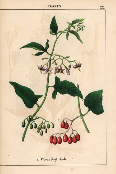 Træagtig natskygge med lilla blomster og røde bær   , fra "The Instructive Picturebook, or Lessons from the Vegetable World," [Charlotte Mary Yonge], Edinburgh af English School