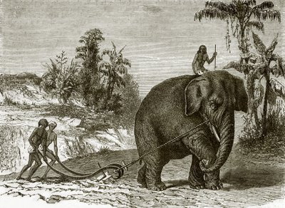 Arbejderelefant i Ceylon af English School