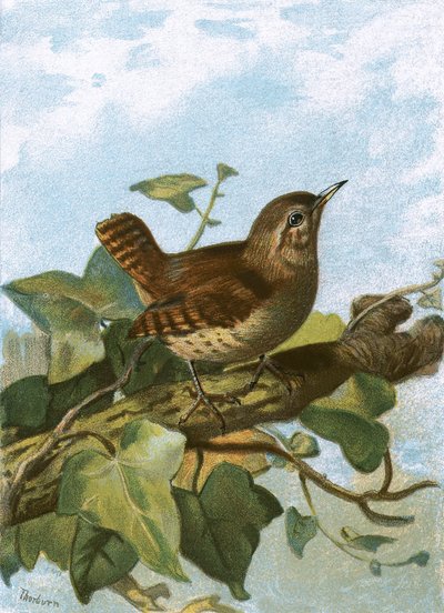 Wren af English School