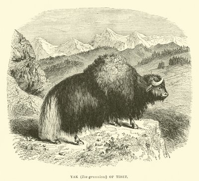 Yak (Bos grunniens) of Tibet  af English School