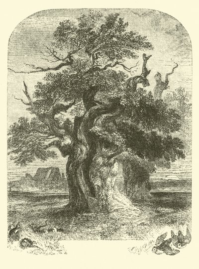Yardley Oak af English School