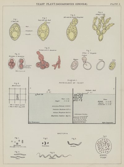 Gærplante, Saccharomyces Cerevisiae (farvelitografi) af English School