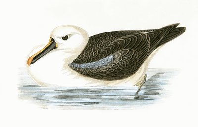 Yellow Nosed Albatross, illustration fra 