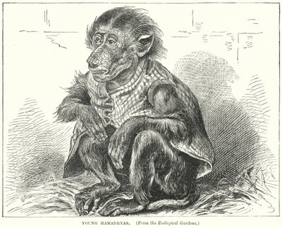 Young Hamadryas (engraving) af English School