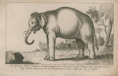 Ung hanelefant af English School
