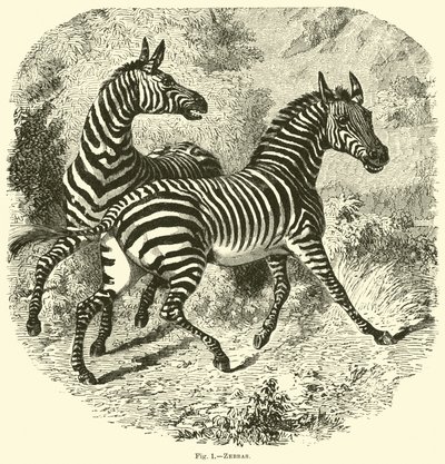 Zebraer af English School