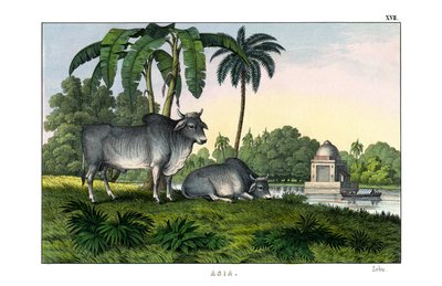 Zebu af English School