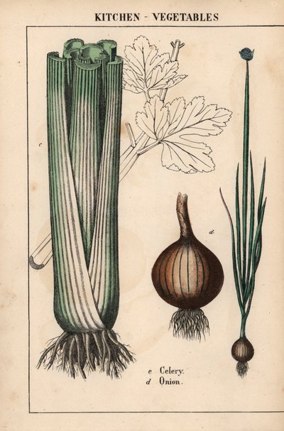 , fra "The Instructive Picturebook, or Lessons from the Vegetable World," [Charlotte Mary Yonge], Edinburgh af English School
