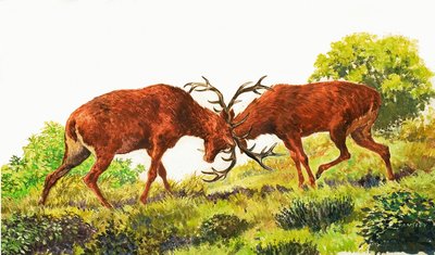 Red Deer af Eric Tansley