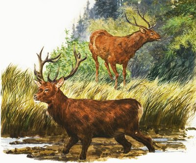 Red Deer af Eric Tansley