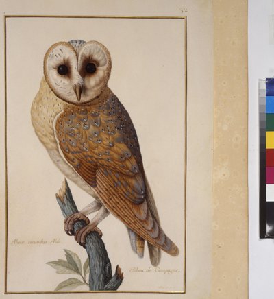 Helside: dyrestudie, ca. 1650-75 (tempera på pergament) af Erich Lessing