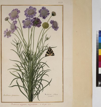 Helside: plantestudie, ca. 1650-75 af Erich Lessing