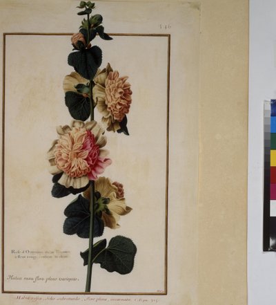 Helside: plantestudie, ca. 1650-75 af Erich Lessing