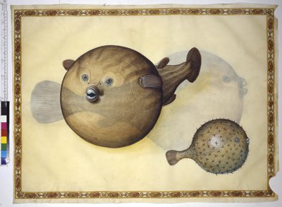 Helside: to kuglefisk mod neutral baggrund af Erich Lessing