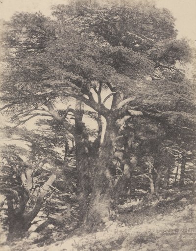 Groupe de Cèdres de Mt. Liban / [Gruppe af cedertræer, Libanon-bjerget]. af Ernest Benecke