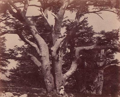 Mt. Libanon. Stamme af en af ​​Salomons cedertræer, 1850-53. af Ernest Benecke