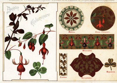 Billeder af fuchsia og berberis fra manuskripter og deres anvendelse af Ernest Guillot