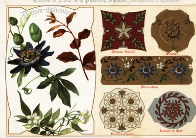 Billeder af jasmin og passionflower fra manuskripter og deres a af Ernest Guillot