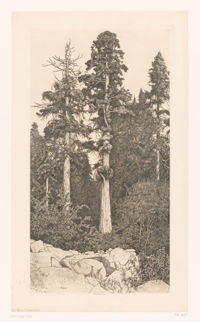 Sequoia boom Baby Sequoia af Ernest Haskell (signed by artist)