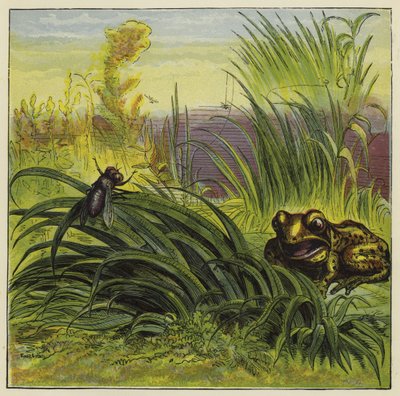 Frø og flue af Ernest Henry Griset