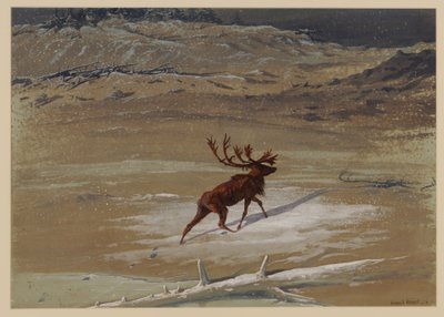 Hjort, 1871 af Ernest Henry Griset