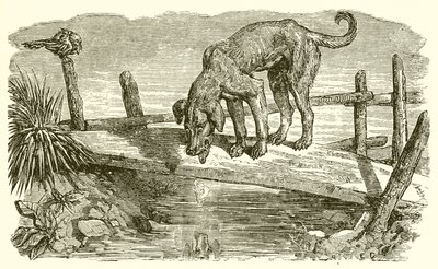 Hunden og hans skygge af Ernest Henry Griset