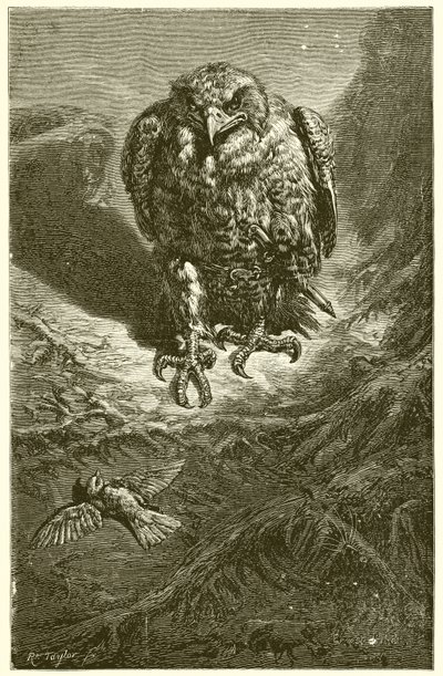 Høgen og Nattergalen af Ernest Henry Griset