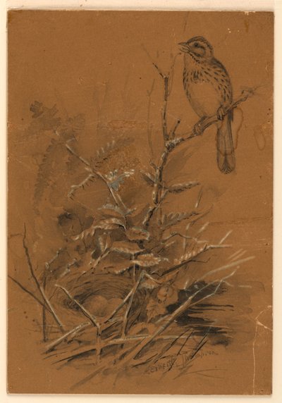 Sang Sparrow af Ernest Thompson Seton