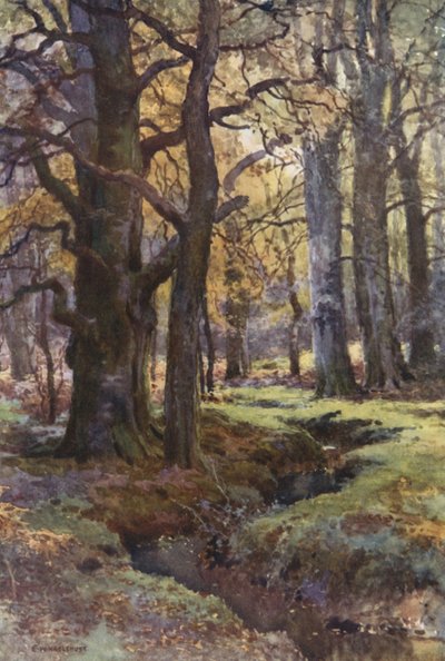 I Mallard Wood (farve litho) af Ernest William Haslehust