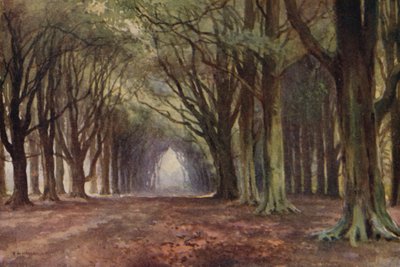 The Beech Avenue, Thoresby (farve litho) af Ernest William Haslehust